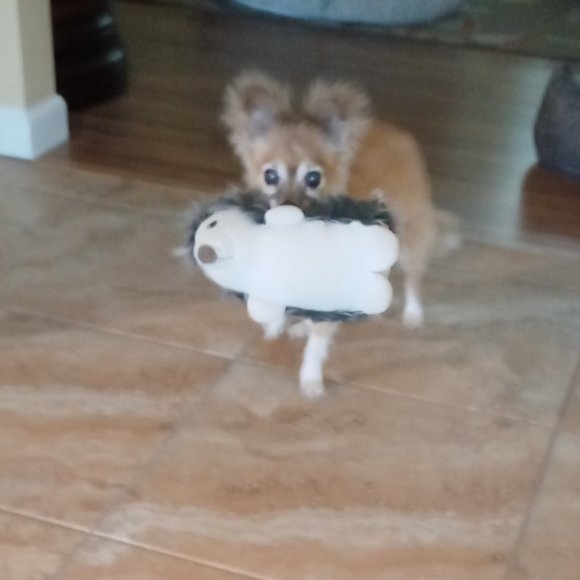 Meet your Posher, Tonya - Picture 1 of 1